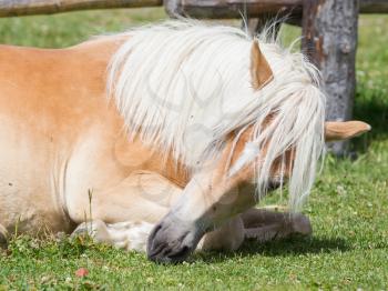 Beautiful haflinger horse in the Alps / mountains in Tirol, Austria