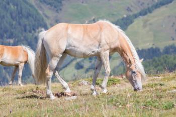 Beautiful haflinger horse in the Alps / mountains in Tirol, Austria