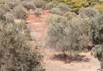 Greek nature landscape, olive tree, metal barrel
