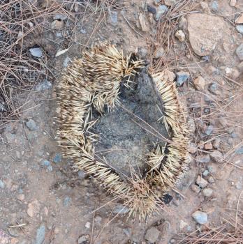 Dead hedgehog in Greece - The flesh is gone