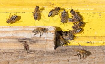 Closeup of a beehive - Bees are working - Selective focus