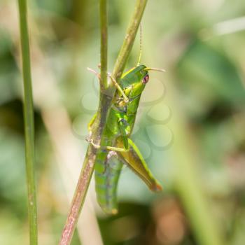 Small grasshopper in a garden in Austria