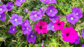 Petunia flowers, pink and purple - Southern Germany