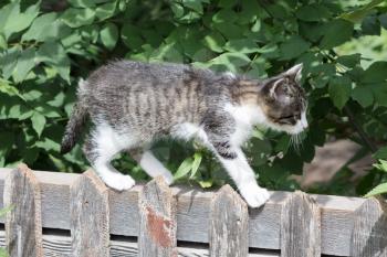 Funny little kitten walking on a wooden fence