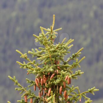 Cones on a pine branch in summer - No snow