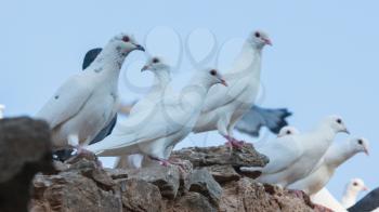 White pigeons in Greece - Sitting on an old building