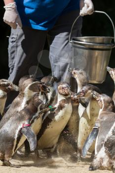 Pinguin is being fed by a human