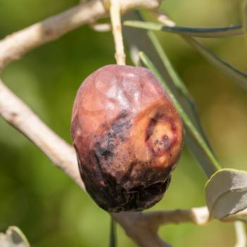 Olive gone bad in a tree - Private garden in Greece
