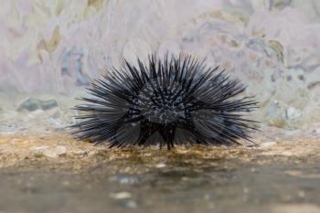 Sea urchin in a harbor in Greece