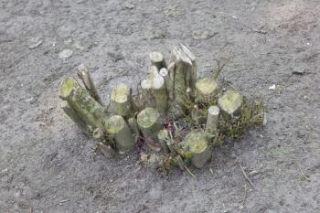 Tree stump in the sand - Will it survive?