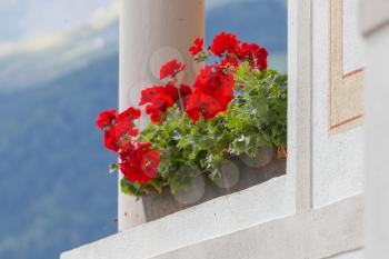 Flowers in a window - Colorful Austria in the summer