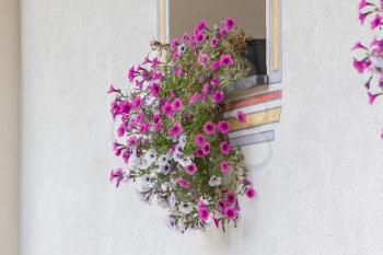 Flowers in a window - Colorful Austria in the summer