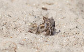 Sparrow washing in sand, selective focus on the eyes