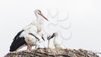 White stork sitting on a nest, the young ones are a few weeks old now