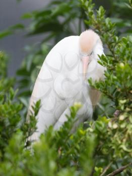 Bubulcus ibis, cattle egret, in a tree