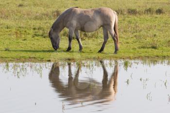 Grazing Konik horse in the north of the Netherlands