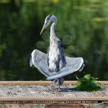 Great blue heron standing in a funny position