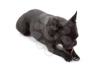 French bulldog isolated on a white background, chewing a bone, selective focus