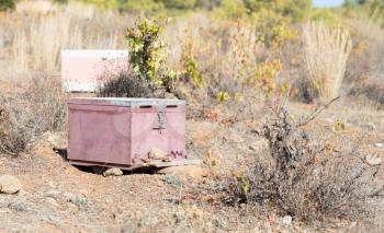 Beehive with bees in Greece - Selective focus