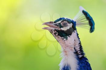 Peacock head highlighted against a green background