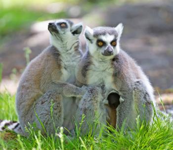 Ring-tailed lemur with a baby, sitting on the ground