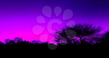 Picturesque tree and bushes silhouette over sunset, purple