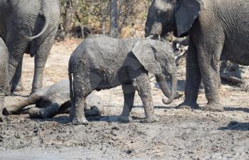 Elephant calf taking a mudbath, Moremi - Botswana