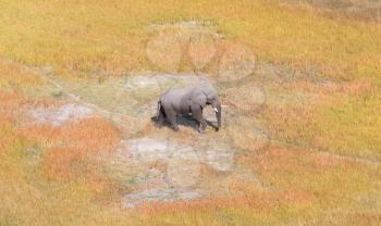 Single elephant wandering in the Okavango delta (Botswana), aerial shot