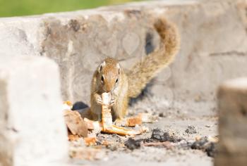 Tree squirrel ( Paraxerus cepapi) eating leftover bread, Namibia