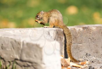 Tree squirrel ( Paraxerus cepapi) eating leftover bread, Namibia