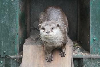 Wet otter is leaving it's nest, Holland