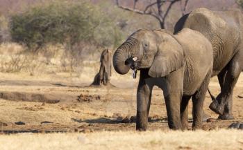 Group of african elephants at a waterhole (Namibia)