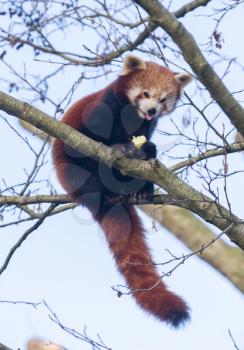 Red panda eating a apple in a large tree