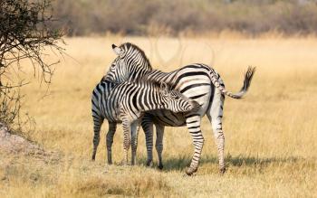 Plains zebra (Equus quagga) with young in the grassy nature, evening sun - Botswana