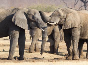 African elephants (loxodonta africana) cuddling, nature reserve in Namibia