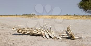 Spine of an animal in the Kalahari desert