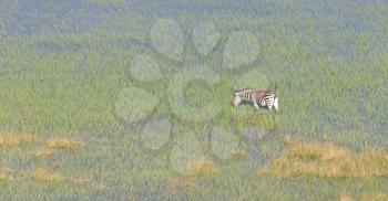 Wild African zebra in the Okavango delta - Botswana - Aerial view