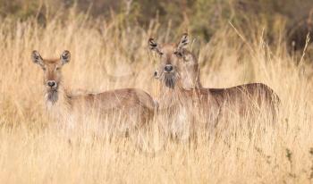 Waterbuck (Kobus ellipsiprymnus) in Namibia, in the grasslands