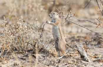 Cape ground squirrel (xerus inauris) in the Kalahari
