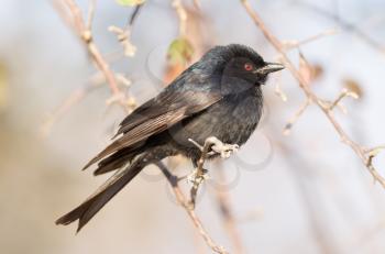 Drongo (Dicrurus macrocercus) sitting in a tree