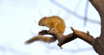 Tree squirrel ( Paraxerus cepapi) sitting in a tree, Botswana