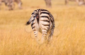 Zebra in the grassy nature, evening sun - Botswana