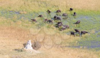 Water buffalo (Bubalus bubalis) in the Okavango delta, Botswana - Aerial shot