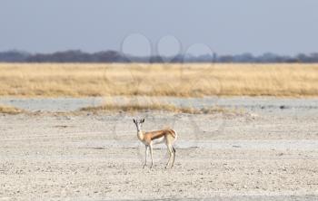 Lone springbok in the Makgadikgadi, Botswana