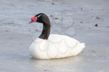 Black-necked swan sitting on the ice - The Netherlands