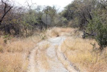Sandy road in the Kalahari, nature in Botswana