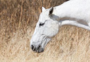 White horse eating - A farm in Botswana