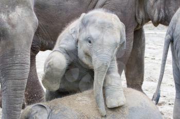 Two baby elephants playing in the sand