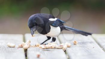 European Magpie (pica pica) feeding on peanuts