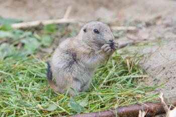 Prairie dog eating in it's natural habitat